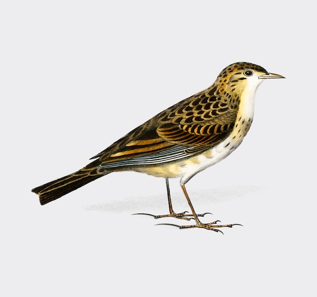 Free Vector richards pipit 