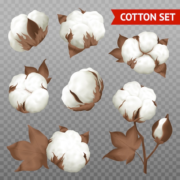 Ripe cotton boll 