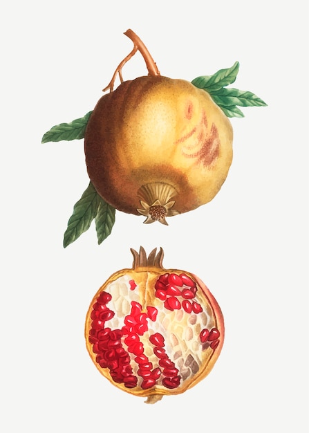 Free Vector ripe pomegranate fruit