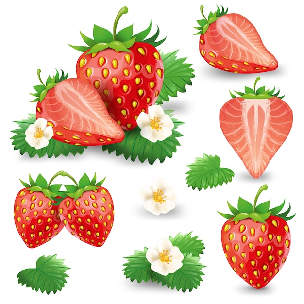 Free vector ripe strawberry with leaves and blossom vector set