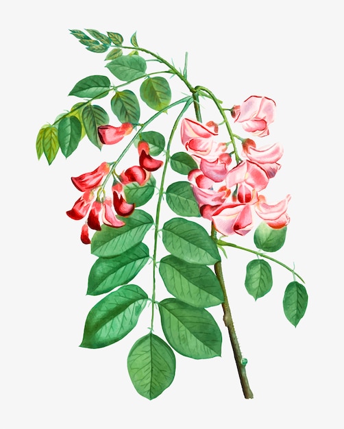 Free Vector robinier rose in bloom