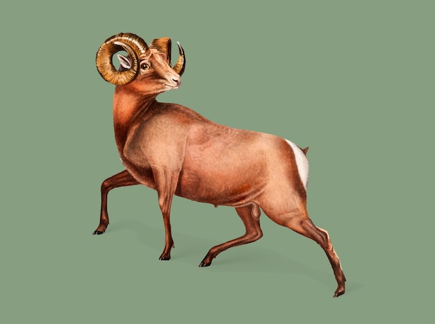 Free vector rocky mountain sheep illustration