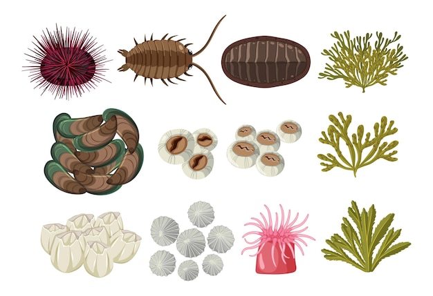 Free Vector rocky shore animals collection