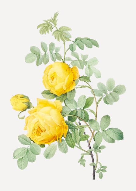 Rosa hemisphaerica, also known as Yellow Rose of Sulfur (Rosa sulfurea) from Les Roses (1817–1824)