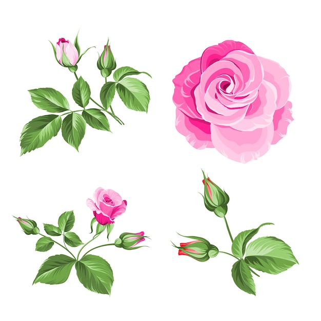 Rose bud collection Elements of roses isolated on white background