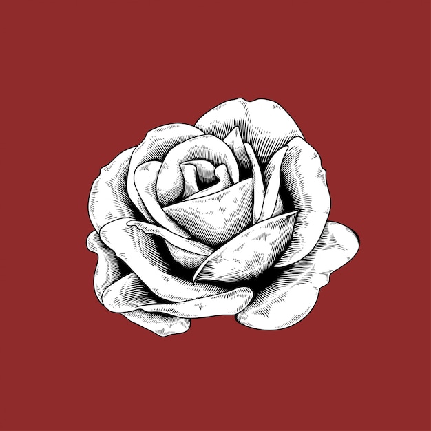 Rose drawing flower nature vector icon on red background