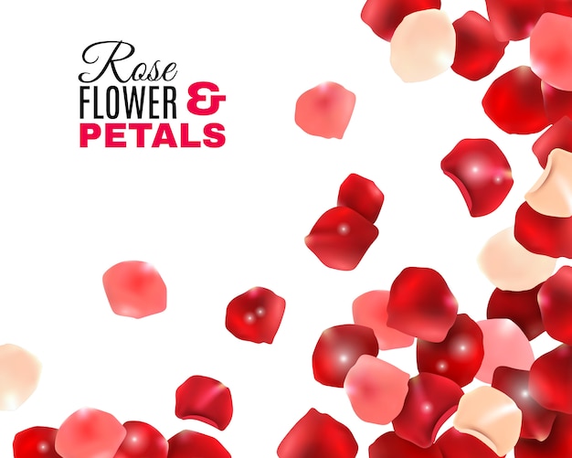 Free Vector rose flower petals background