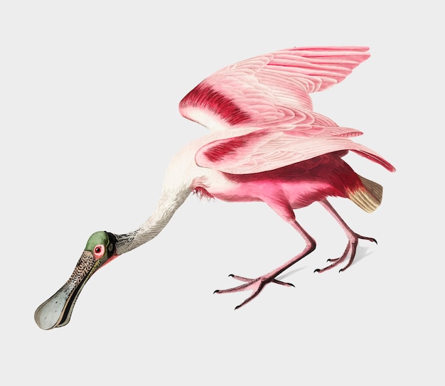 Free vector roseate spoonbill illustration