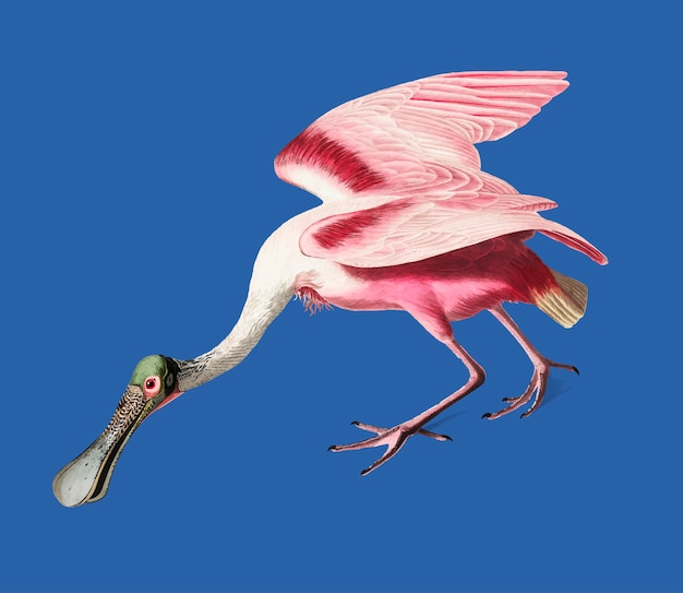 Free Vector roseate spoonbill illustration