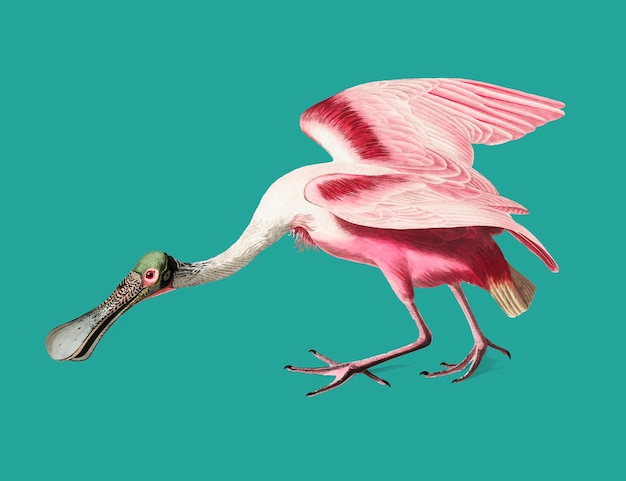 Free vector roseate spoonbill illustration