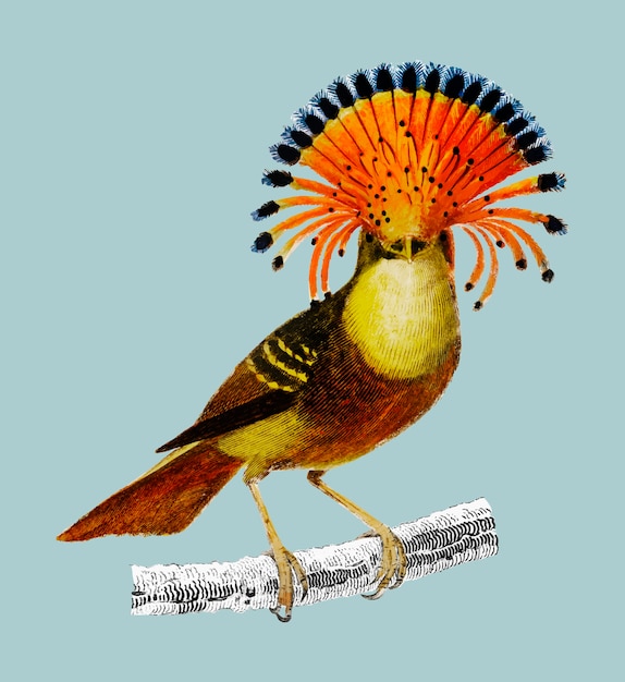 Royal flycatcher (Onychorhynchus) 