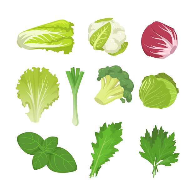 Free Vector salad and cabbage species set