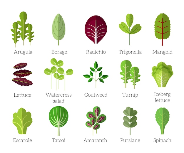 Salad ingredients. Leafy vegetables  flat icons set. Organic and vegetarian, borage and radichio, trigonella and mangold 