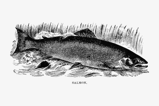 Free Vector salmon in a river