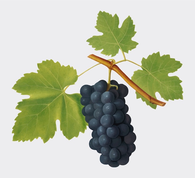 Free Vector san colombano grapes from pomona italiana illustration