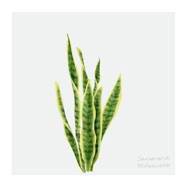 Sansevieria trifasciata leaf isolated on white background