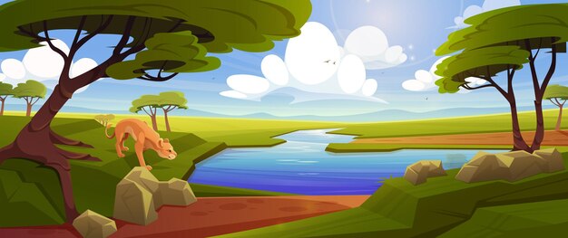 Savannah with lioness near river, acacia trees and green grass. Vector cartoon illustration of african savanna, tropical landscape with water stream, stones and lion on shore