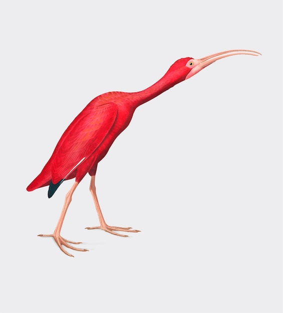 Free Vector scarlet ibis illustration