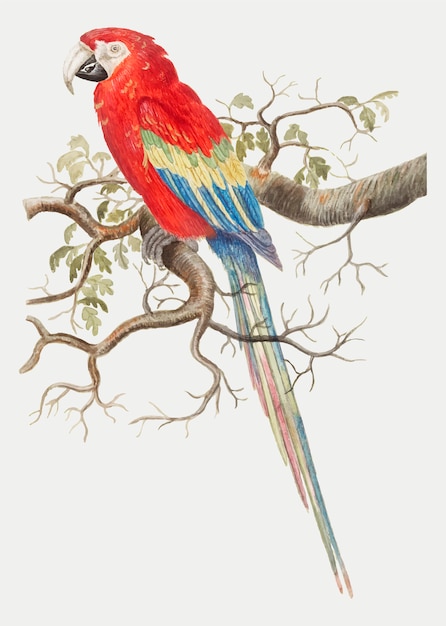 Free Vector scarlet macaw in vintage style