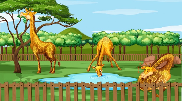 Scene with giraffes in the zoo