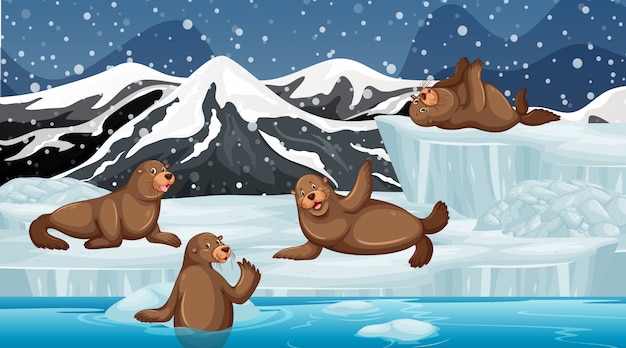 Scene with seals on ice