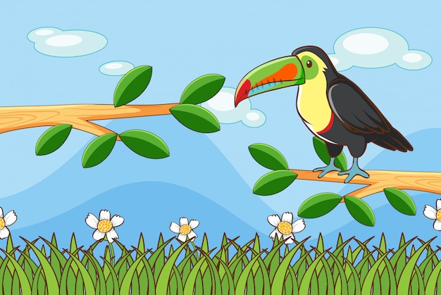 Free vector scene with toucan bird on branch