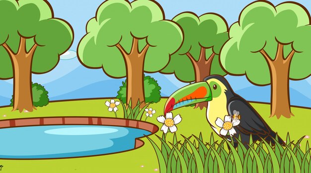 Scene with toucan bird in the park