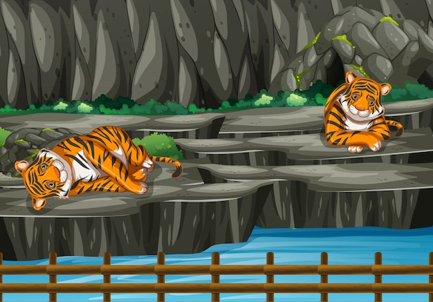 Scene with two tigers in the zoo