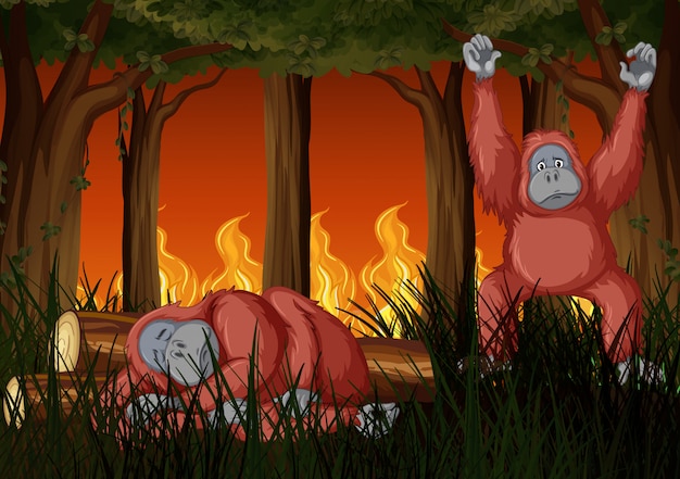 Free Vector scene with wildfire and two chimpanzees