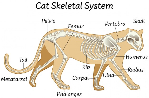 Science cat skeletal system