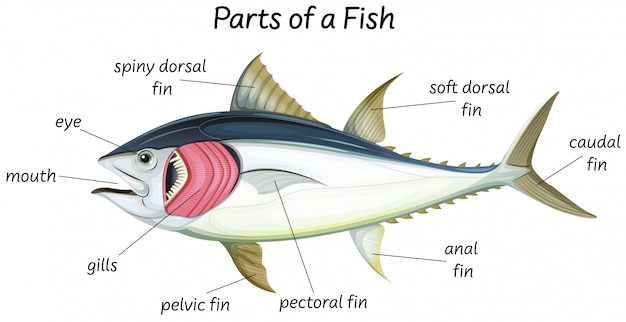 Science internal anatomy of fish