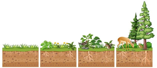 Free vector scientific education of plant and its root