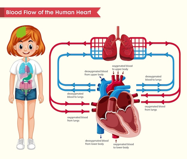 Scientific medical illustration of blood flow