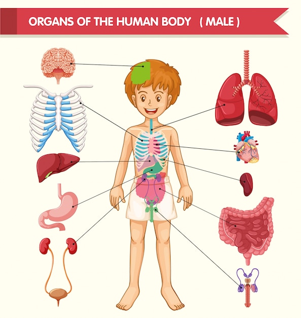 Free Vector scientific medical illustration of human body organs