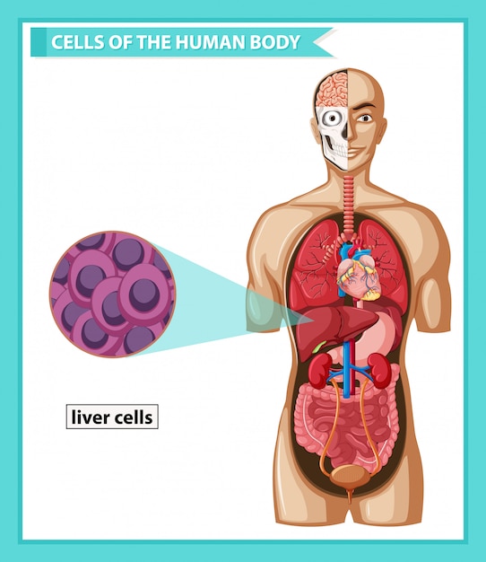 Free vector scientific medical illustration of human liver cells