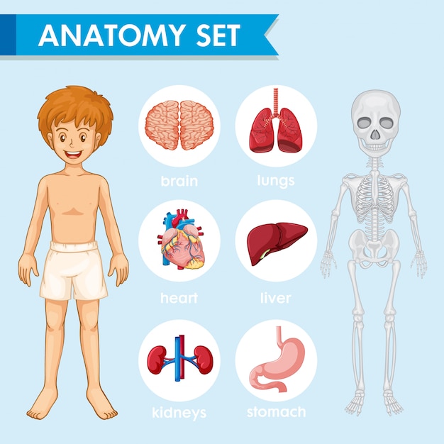 Free Vector scientific medical illustration of humn anatomy