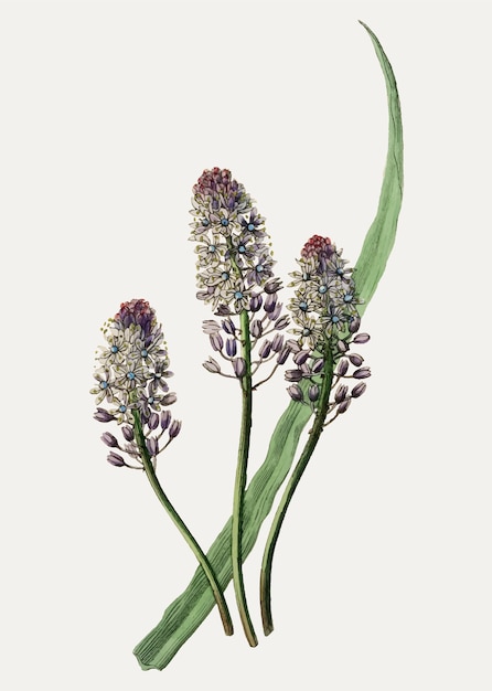 Free Vector scilla amethyst meadow squill