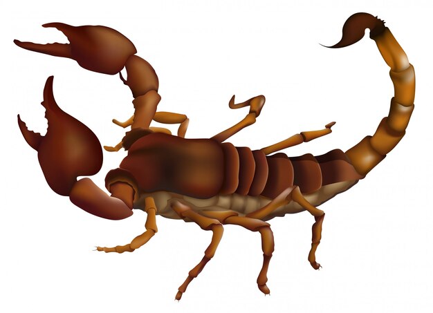 A scorpion