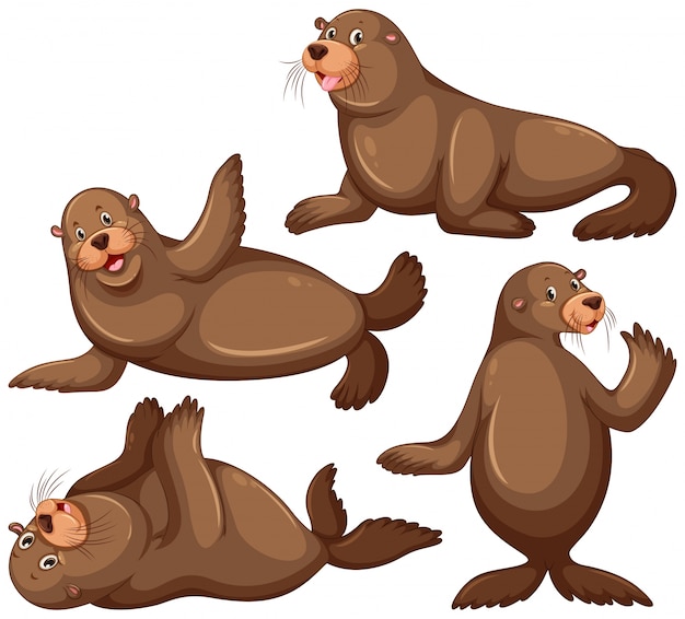 Sea lion in four poses illustration