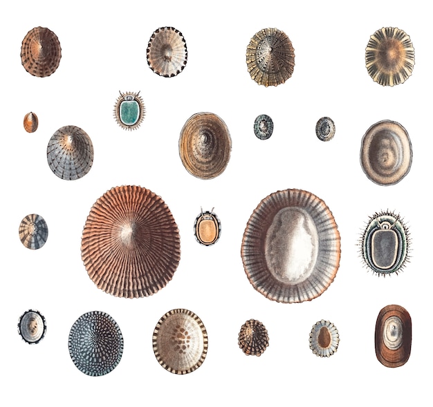 Free Vector sea snail varieties