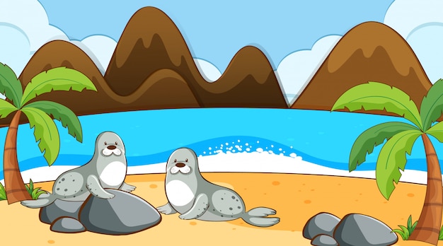 Seals on the beach