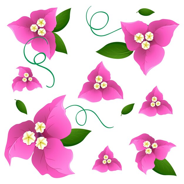 Seamless background design with pink bougainvillea flowers