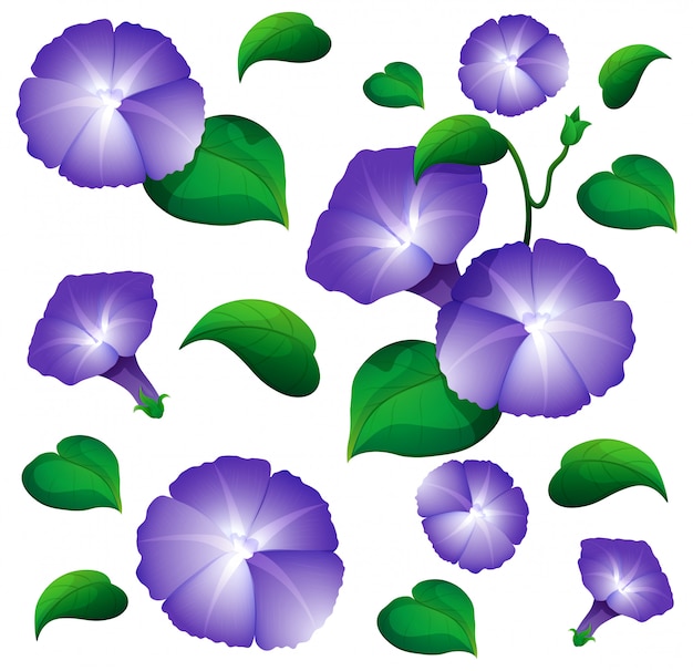 Seamless background with morning glory flowers