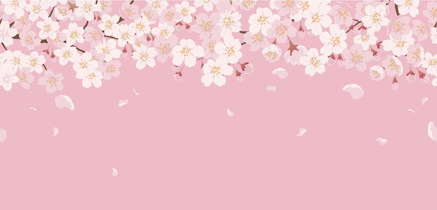 Seamless Floral With Cherry Blossoms In Full Bloom On A Pink.