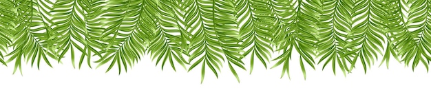 Seamless tropical palm leaf isolated on white background Realistic green summer plant Vector