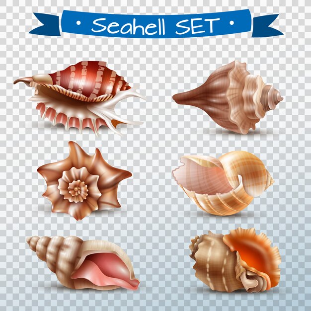 Seashell Transparent Set