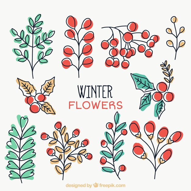 Selection of hand-drawn winter plants 