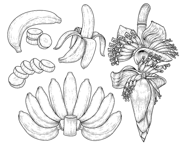 Set of banana fruit and banana blossom hand drawn sketch