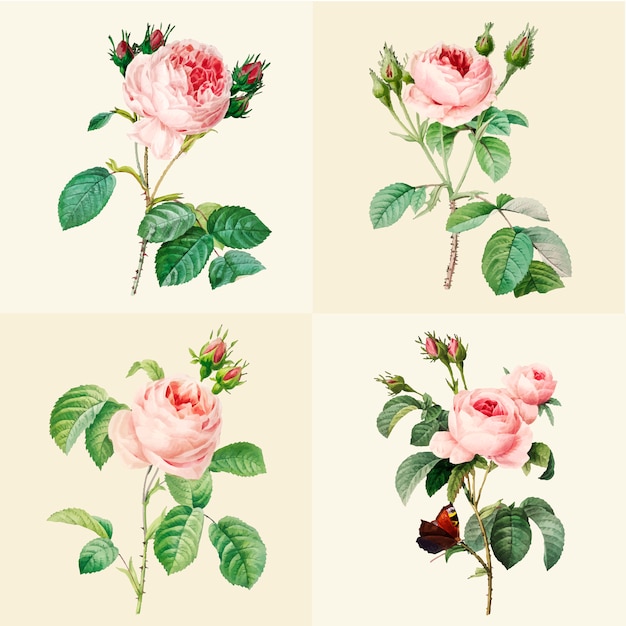 Free Vector set of beautiful blooming roses