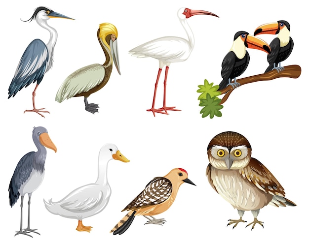 Free Vector set of bird cartoon character